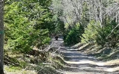 Медведя встретили саяногорцы во время похода на Борус