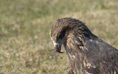 Коршунов, что были на передержке в Абаканском зоопарке, выпустили в естественную среду