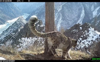 «Серенада» ирбиса Опера в Саяно-Шушенском заповеднике