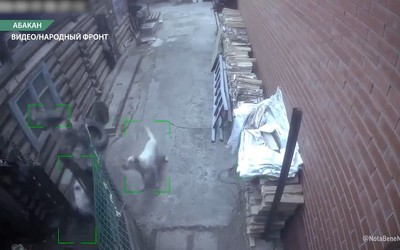 Собаки второй месяц терроризируют жителей 9-го жилого района Абакана