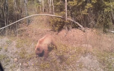 Медвежонка засняли в пятницу водители по дороге в Туву
