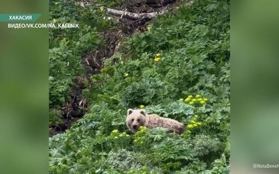 За последние дни сразу несколько медведей попали в объективы камер