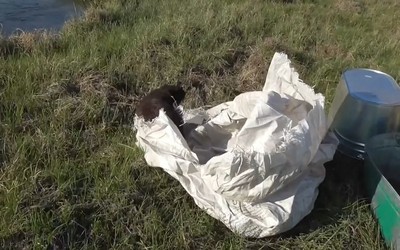 Заблудившегося бобра спас Охотнадзор в Ширинском районе