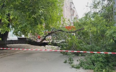 Дерево упало у перекрестка Чертыгашева-Карла Маркса в Абакане