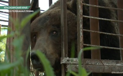 Медведи, живущие на дачах под Красноярском, содержатся там законно