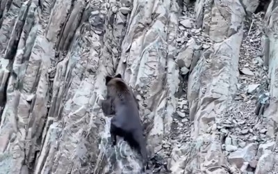 Мощного ловкого мишку заметили на Саяно-Шушенском водохранилище