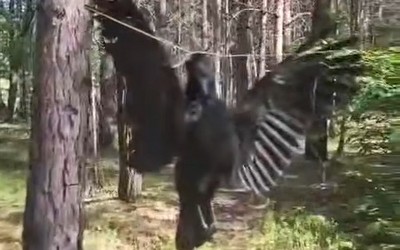 Спиленные деревья и подвешенного ворона обнаружили напротив майнского ключа