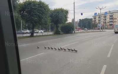 Вереница уток переходила дорогу по Дружбы Народов в Абакане