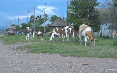 Жители села Весеннее жалуются на бродячий скот