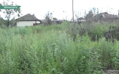 Жители улицы Кирова в Черногорске боятся пожара из-за сухостоя на месте снесённых бараков