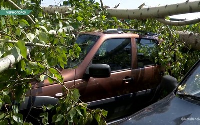 Дерево, упавшее на автомобили в Черногорске, до сих пор никто не убрал