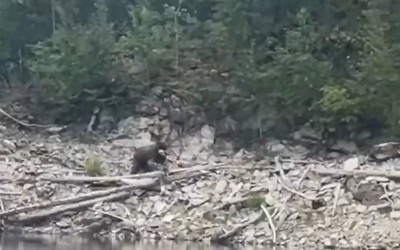 С медвежьей семьей столкнулись отдыхающие на Джойке