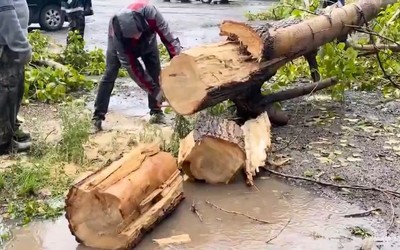 Дерево, упавшее на 3 автомобиля в Черногорске, спустя 4 дня убрали