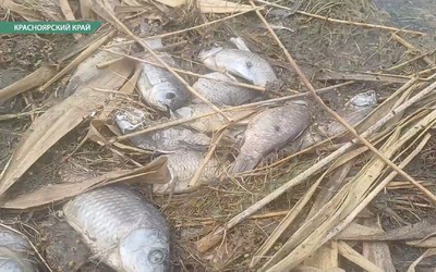 Берег озера Тагарское до сих пор усеян мёртвой рыбой