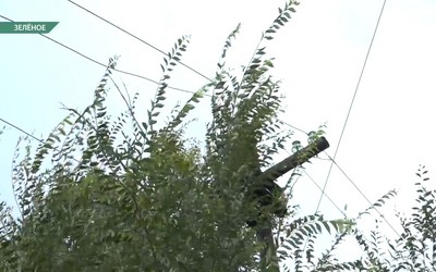 Жители Зеленого продолжают жаловаться на заросли веток