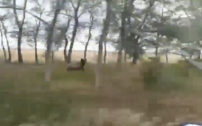 Медведь, бежавший в сторону деревни в Бейском районе, умчался в лес