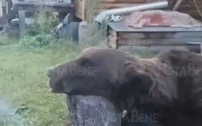 Медведя отстрелили в Аскизском районе