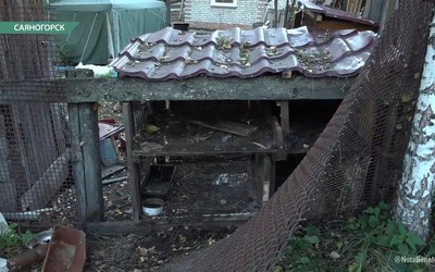 В Майна на дачах медведь задрал куриц, 10 кроликов и утащил в лес собаку