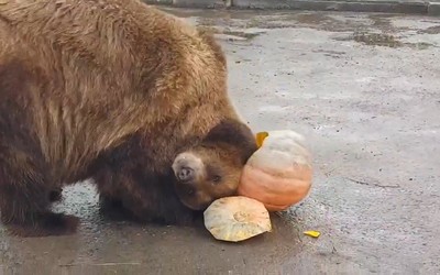 Тыквой с медом и яблоками угощают Бусинку и Андрюшу в Абаканском зоопарке