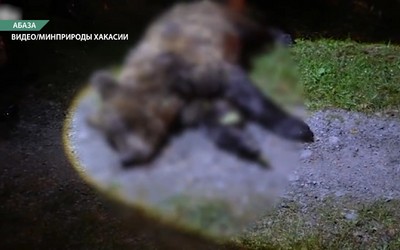 Уже 52 медведя застрелили охотники в Хакасии