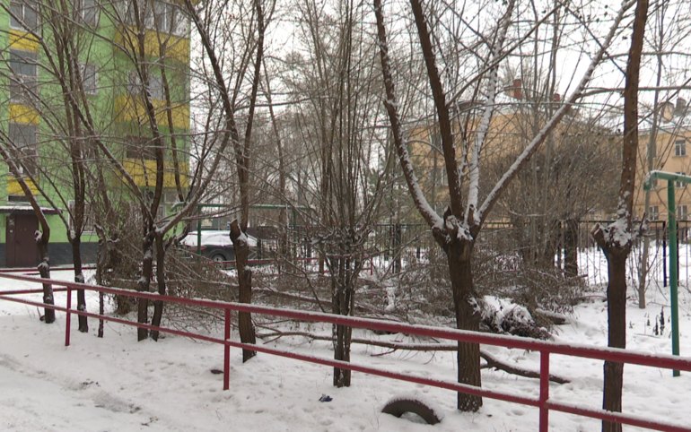 Ветки на Островского, 24 в Абакане до сих пор не убрали