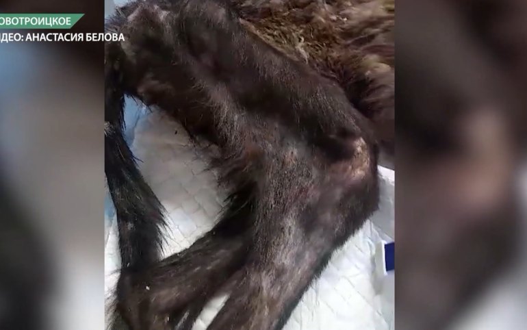 Уголовное дело из-за жестокого обращения с собаками до сих пор не завели 