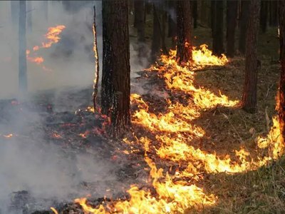 В лесах Ширинского района ввели режим чрезвычайной ситуации