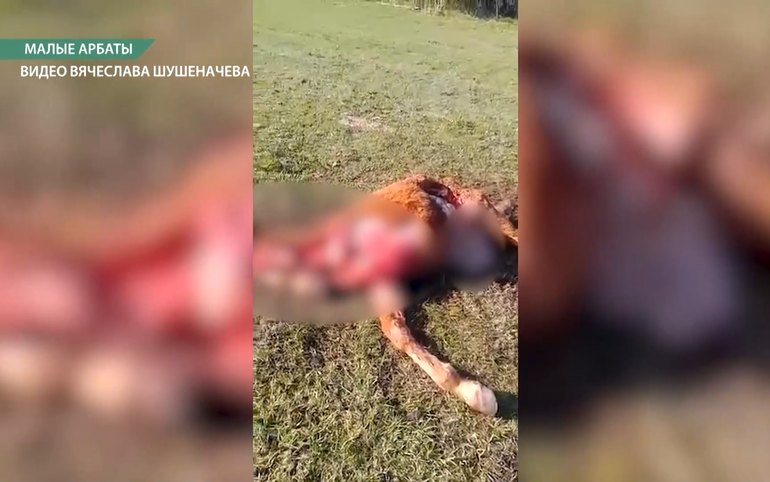 Охотники не нашли волков в селе Малые Арбаты