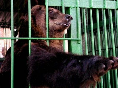 Медведи в абаканском зоопарке переедут в просторные вольеры 