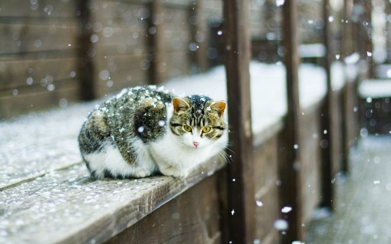 Жду первый снег. Зимний кот. Кот в снегу. Котик и первый снег. Коты зимой.