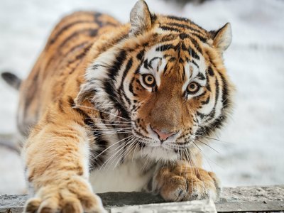 В Приморье амурских тигров стало больше