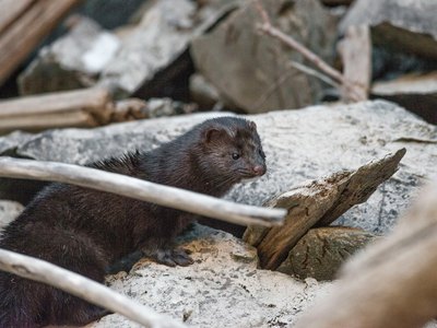 Американская норка позировала в Саяно-Шушенском заповеднике 