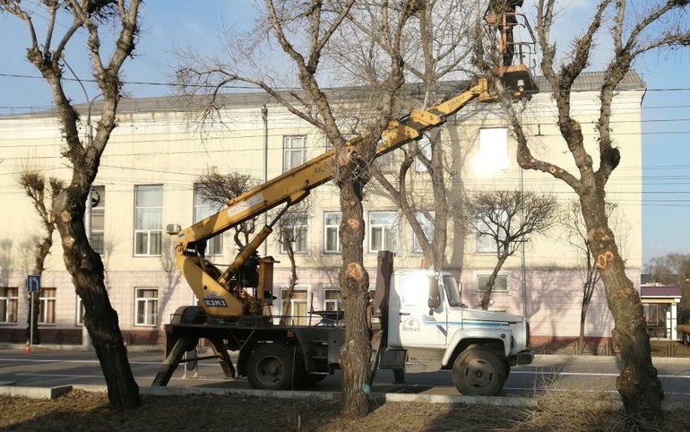 Две недели в Абакане будут обрезать деревья на Ленина