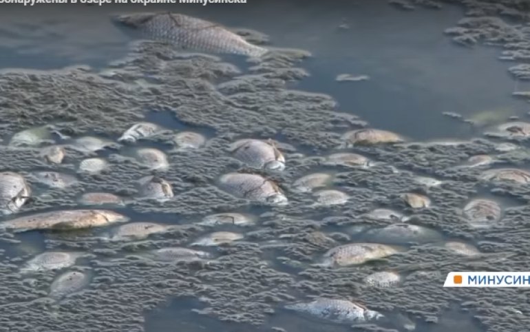Минусинский рыбозавод. Тетюшский рыбозавод. Перевылов рыбы. Охота на браконьеров в красноярском крае. Дмитриченко морис рыбозавод.