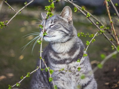 Среда в Хакасии будет жаркой — до +23