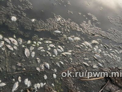 Берег по дороге в Минусинск усыпан мертвой рыбой 