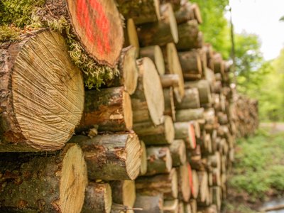 На экс-директора Лесов Хакасии Андрея Васильева завели новое дело