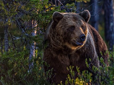 Медведи в Ергаках стали активнее