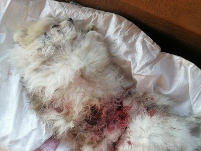 Бездомные собаки загрызли шпица