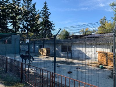 Волки в абаканском зоопарке отметили новоселье