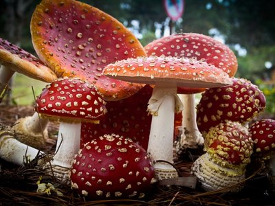 Wildberries запретили продавать мухоморы после случая в Красноярске 