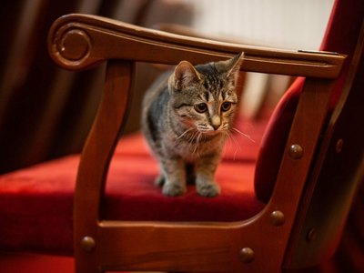 В Ачинском драмтеатре на службу приняли кошку