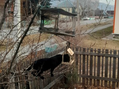 Майнские синички уже не те 