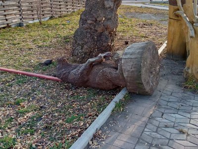 В Майнском сквере вновь поиздевались над медвежатами 