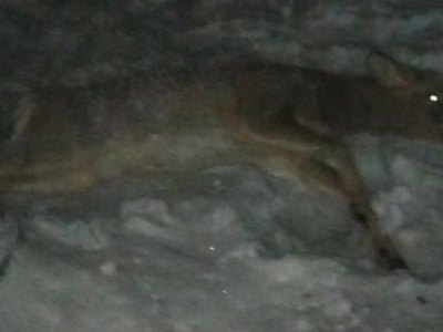 Раненая косуля, которую саяногорцы нашли во дворе, погибла