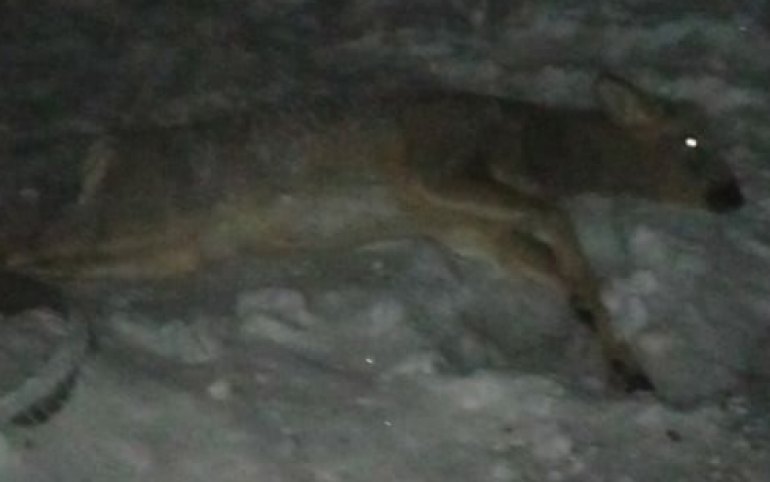 Раненая косуля, которую саяногорцы нашли во дворе, погибла
