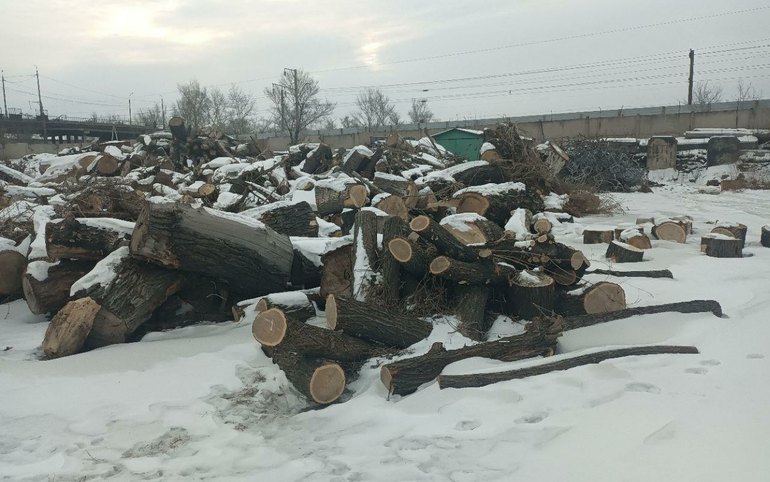 Порубочные остатки бесплатно раздают в парковом хозяйстве 