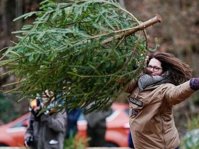Абаканцы могут принести елки на утилизацию 