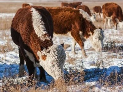 Ушел пасти коров: в Хакасии пьяный сельчанин уснул в поле в -30° 