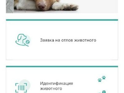 Заявки на отлов собак можно подать через приложение